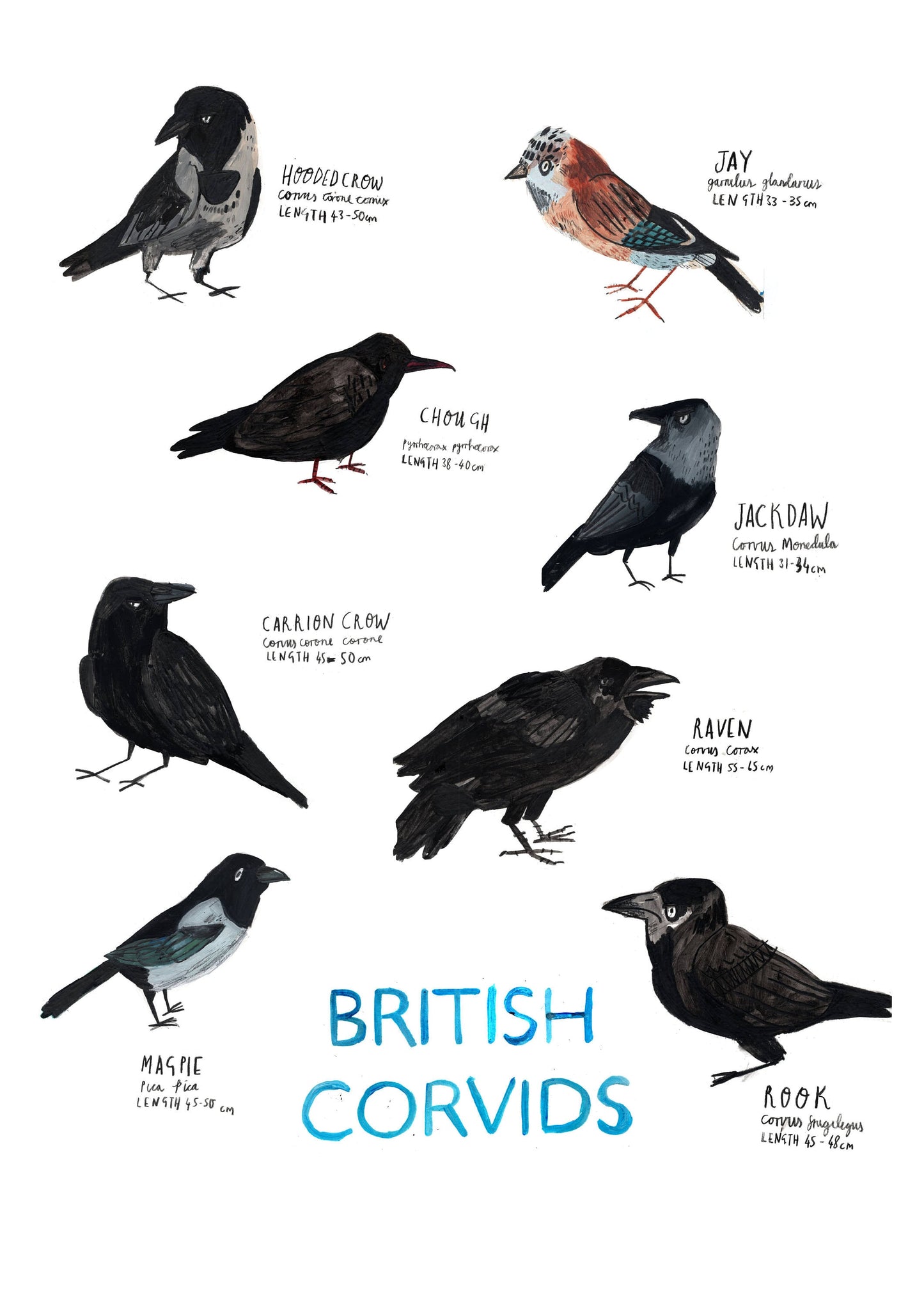 A3 Corvids Birds Poster