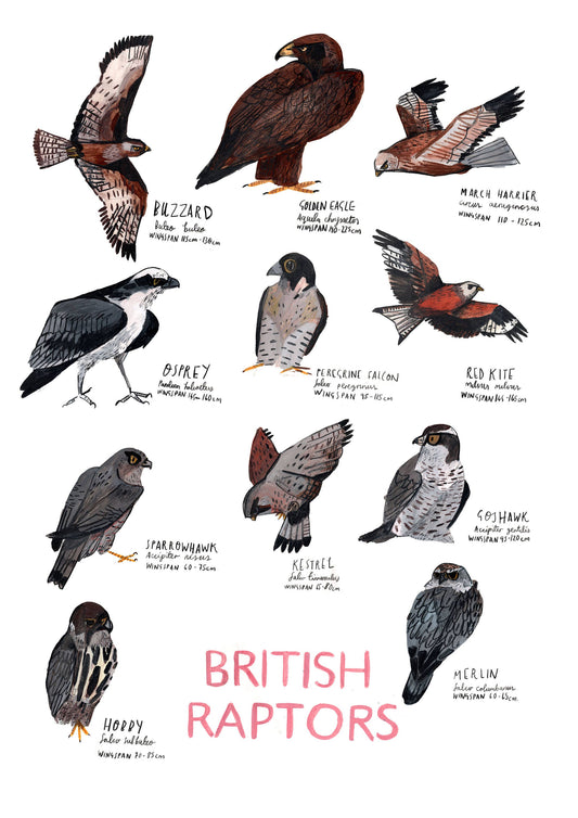 A3 British Raptors Poster