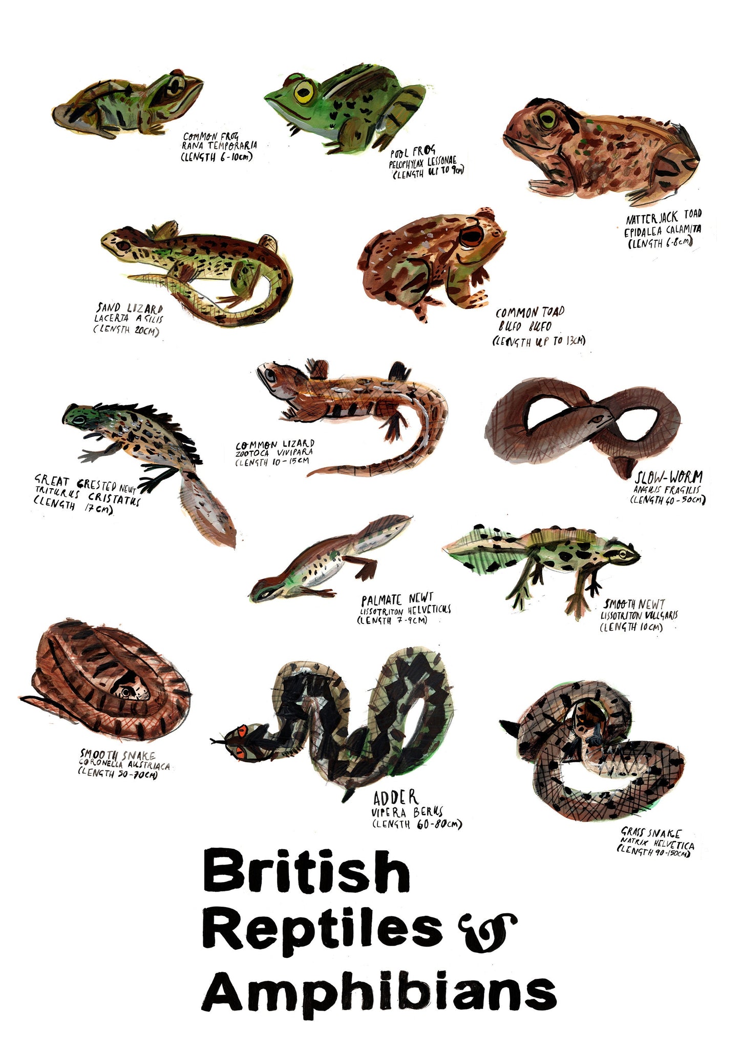 Reptiles and Amphibians Poster