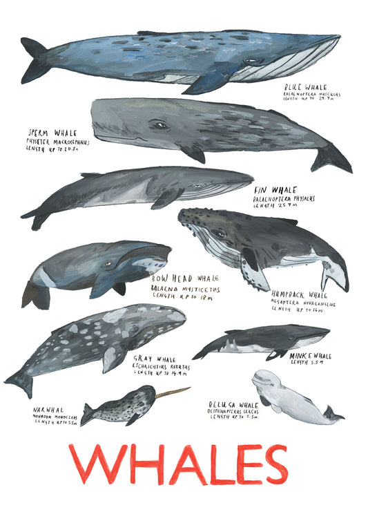 Whale Poster